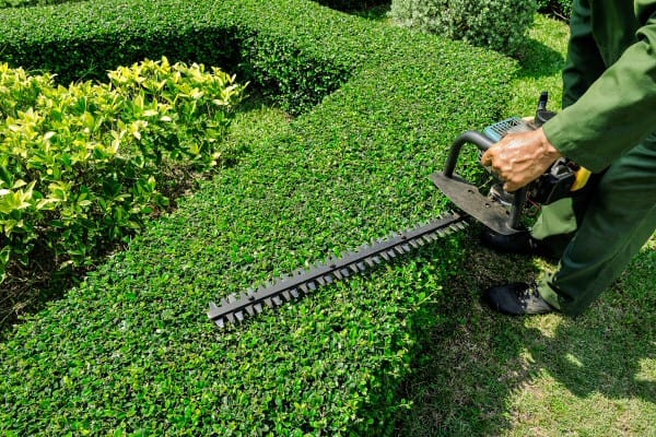 Trimming & Pruning by Contreras Lawn & Landscape
